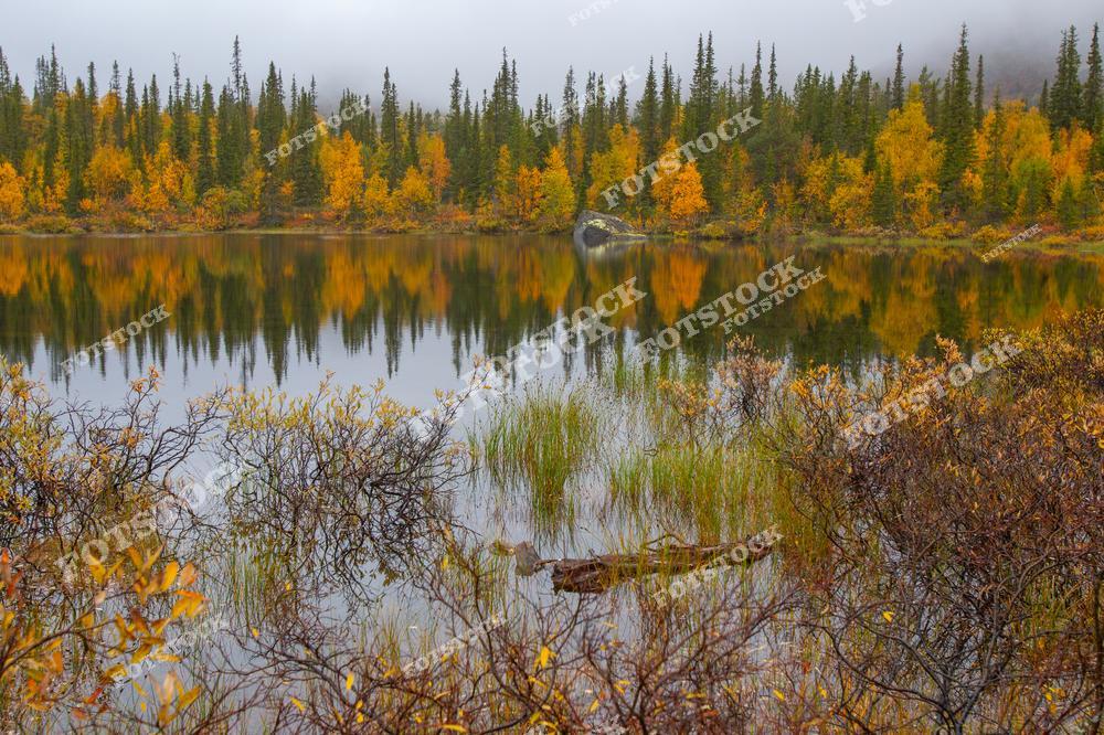 Фотография показывает осенний лес, отражающийся в зеркальной глади озера в горах Хибины. На переднем плане видны кустарники и трава, создающие глубину композиции. Туман вдалеке усиливает атмосферу уединенности и спокойствия северной природы.